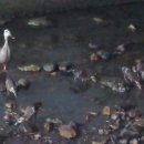 상대전천 이미지