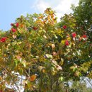 둥지식당 이미지