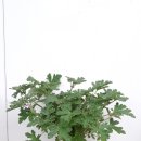 허브나무 이미지