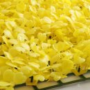 별동자리 이미지