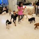 해피치 애견카페 이미지