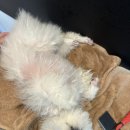 멍탕멍컷 이미지