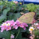 노랑나비 이미지