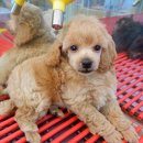 도꾸애견 이미지