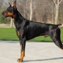 DOBERMAN 티스토리