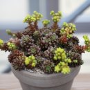 노세노세PC 이미지