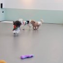 댕댕이의 품격 이미지