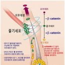 ■ 천만명의 고민 ‘脫毛’ 이미지