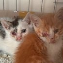 푸른별안과동물병원 | 청주 동물병원 추천 고양이 강아지 안과 전문병원 고양이 눈 건강검진ㅣ 청주 푸른별안과동물병원