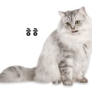 유앤동물의료센터 이미지