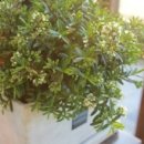 mamen dorus(마멘도러스)(구:세종부티크) 이미지