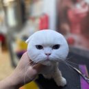 은밀하개위대하개 네이버블로그