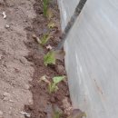 고읍농장 이미지