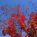 인제 방태산 자연휴양림. 가을꽃 축제 이미지