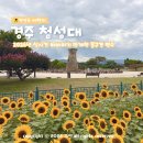 서리풀문화광장 공중화장실 | 8월 경주 갈만한곳 첨성대 해바라기밭 실시간 만개중! 포토존 주차장 위치는?