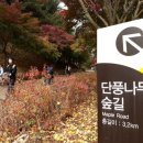 단풍나무 이미지