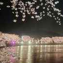당진 벚꽃명소 골정지 야경 비바람 몰아치는 밤