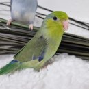 Kelly(켈리) 이미지