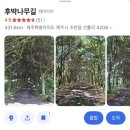 온리동물병원 | [제주] 안녕 나의 두 번째 제주