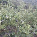 오암농장 이미지