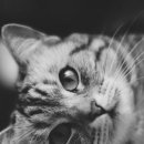 한 소프트 이미지