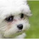 아이러브강아지 이미지