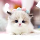 강남 고양이 분양 캣프렌즈 이미지