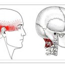 Suboccipital (후두하근) 이미지