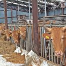 태산농장2 이미지