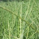 부림2교 이미지