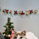 러브펫살롱 이미지