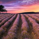 라벤더 이미지