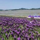 인산인해 이미지