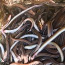 바다장어 이미지