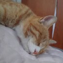 GG캐롬클럽 이미지