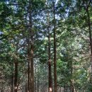 물무산행복숲둘레길 이미지