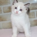 날라리 캣 이미지