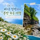 부안 샤스타데이지 명소, 변산마실길 2코스 따라 채석강까지(주차 꿀팁)