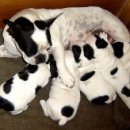 강아지야 이미지