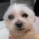 투투 동물병원 이미지