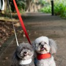 푸치푸치 이미지