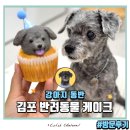댕콤달콤 | 강아지케이크주문제작 김포반려동물케이크 댕콤달콤