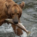 건대연어덮밥 이미지