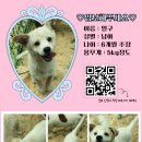 아기강아지 이미지