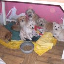 하룻강아지 이미지