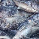 물쌍거리 이미지