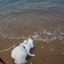 꽃지통나무펜션 이미지