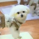 도그(DOGUE) 이미지