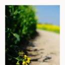 삼화1리 이미지