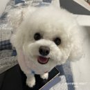 예솜 | 롯데백화점 꿈돌이굿즈샵에서 강아지 옷 크롭티 구매 🐶 살찐 예솜이 피팅 대전놀거리 대전굿즈 꿈돌이굿즈